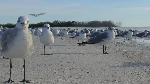 Birds on the beach Stock Footage 102259712
