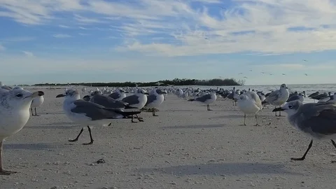 Birds on the beach Stock Footage 102259802