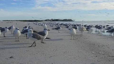 Birds on the Beach Stock Footage 102260166