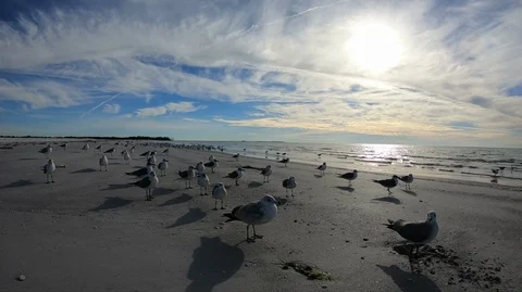 Birds on the beach 스톡 동영상 102269620