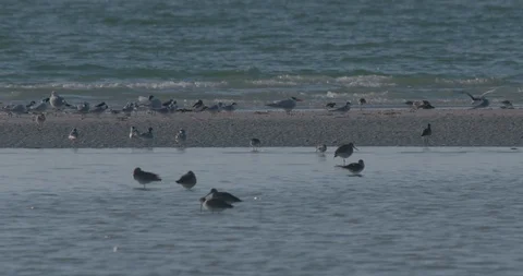 Birds on the Beach Stock Footage 102448291