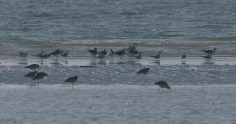 Birds on the Beach Stock Footage 102448514