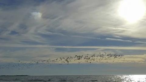Birds on the beach Stock Footage 102479253
