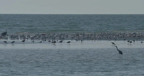 Birds on the Beach Stock Footage 102479877
