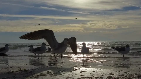 Birds on the beach Stock Footage 102496626