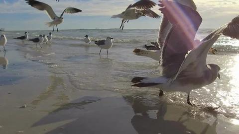 Birds on the beach Stock Footage 102504078