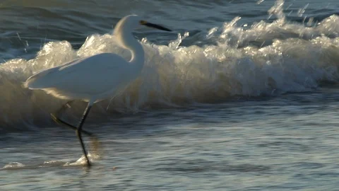 Birds on the beach Stock Footage 102508051