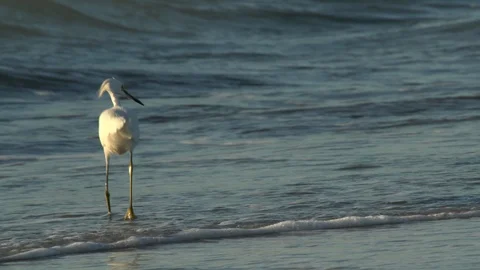 Birds on the beach Stock Footage 102508350