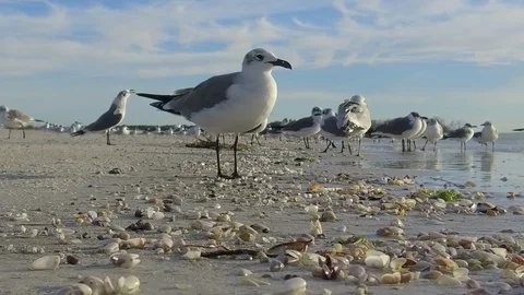 Birds on the beach Stock Footage 102515565