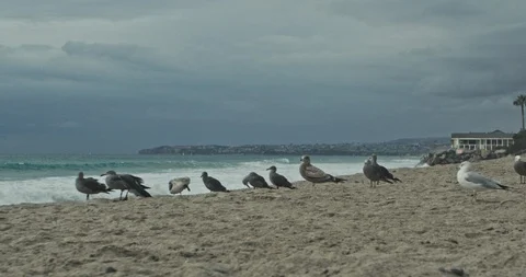 Birds on beach 스톡 동영상 108569268