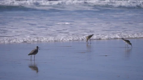 Birds On The Beach 库存影片 125847066