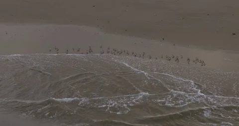 Birds on beach Stock-Footage 127127423