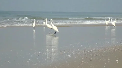 Birds on beach Stock Footage 148443272