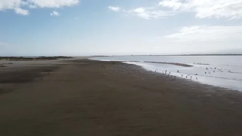 Birds at the Beach Video stock 148796103