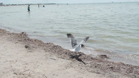 Birds on the beach Stock Footage 163125485
