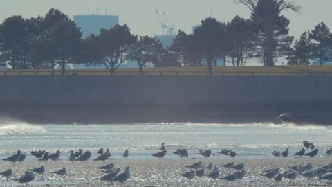 Birds on the Beach Stock-Footage 166000345