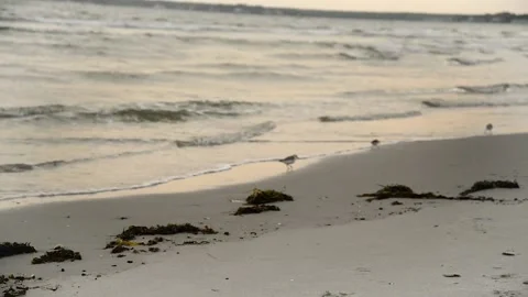 Birds on the beach Stock Footage 166370600