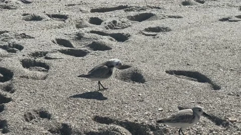Birds On Beach Stock Footage 230997294