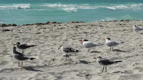 Birds on the beach Stock Footage 242818016