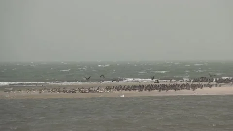 Birds on the beach of Iwik, Banc of Arguin, Mauritania Vídeo Stock 148150191