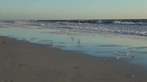 Birds on beach,at magic hour Stock-Footage 48512897