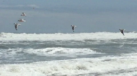 Birds on Beach at Ocean, Flying in Flight Stockbeeldmateriaal 48935340
