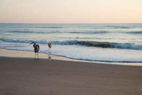 Birds at Beach Stock Photos