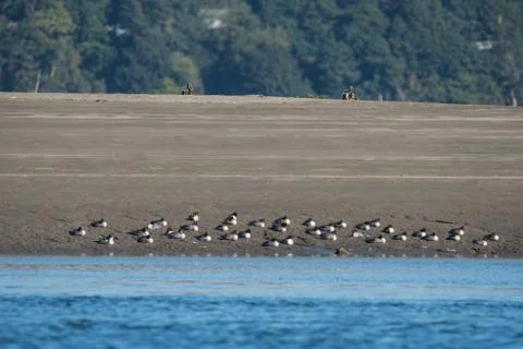 Birds on beach Stock Photos