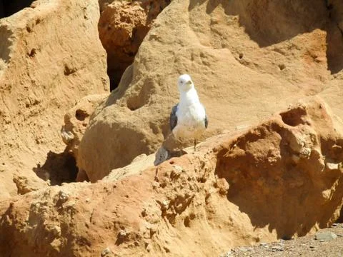 Birds in the beach Stock Photos