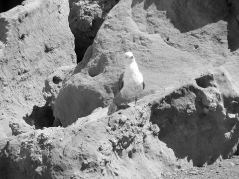 Birds in the beach Stock Photos