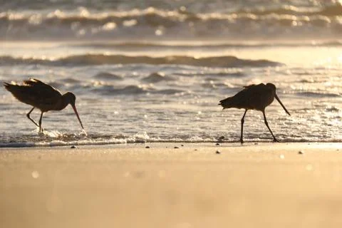 Birds on a beach Stock Photos