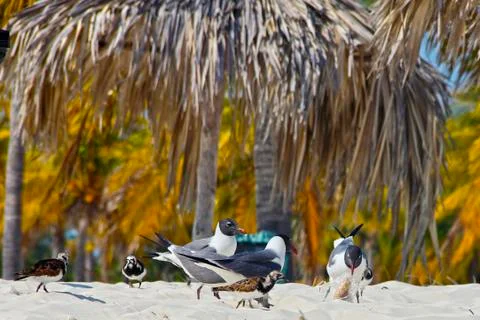 Birds on the beach Stock Photos