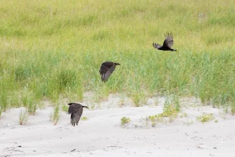 Birds on beach 스톡 사진