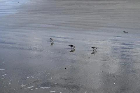 Birds on the beach Stock Photos