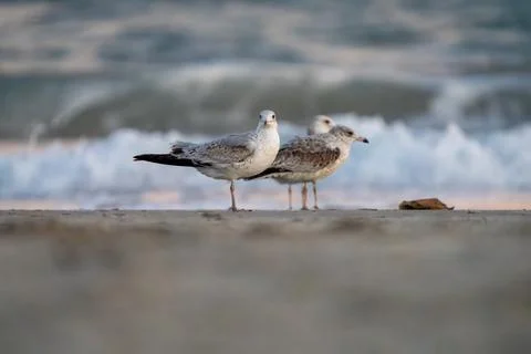 Birds on the Beach Foto stock
