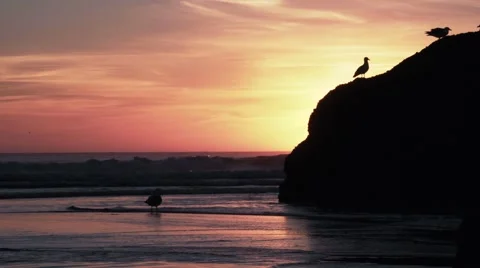 Birds On Beach Rock During Sunset Stock Footage