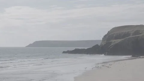 Birds on a beach shore Stock Footage 159421629
