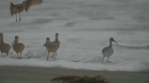 Birds on a beach, slo-mo. Stock Footage 82330017