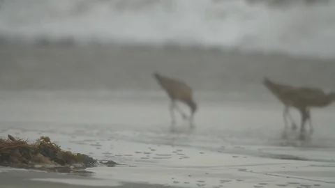 Birds on a beach, slo-mo. Stock Footage 82330027