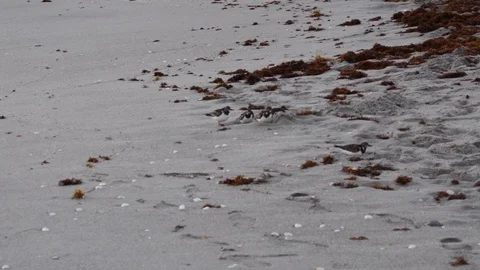 Birds on a beach at sunrise Stock Footage 108239596