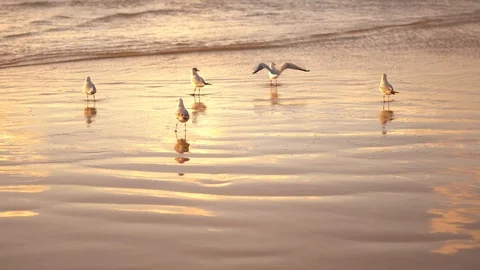 Birds on a Beach in Sunset Light Stock Footage 96707614