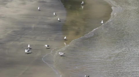 Birds on beach with waves Stock Footage 1072047