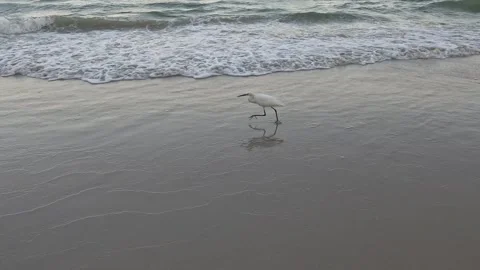Bird's Beachside Stroll at Sunset 库存影片 292199627