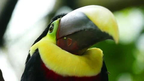 Birds Beak Stock Photos