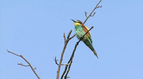 Birds bee-eater hunting insects and butterfles in spring pasture Stock-Footage 39615210