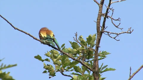 Birds bee-eater hunting insects and butterfles in spring pasture Stock-Footage 39615247