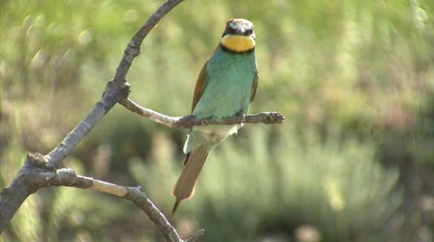 Birds bee-eater hunting insects and butterfles in morning spring field Stock-Footage 39615370