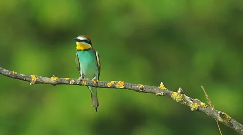 Birds Bee-eaters performing nesting games and hunting insects Vídeos de archivo 45293598