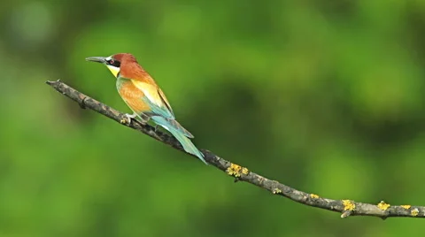 Birds Bee-eaters performing nesting games and hunting insects 库存影片 45293627