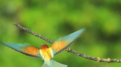 Birds Bee-eaters performing nesting games and hunting insects 스톡 동영상 45293706
